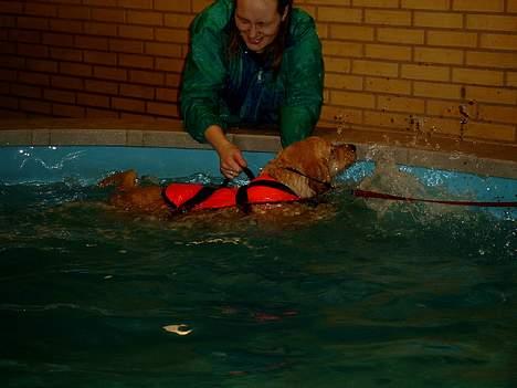 Labrador retriever bastian - hunde swømning det passer ham godet billede 1