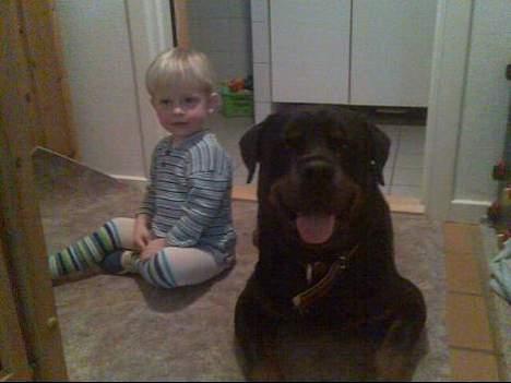 Rottweiler Marco´s Rico - vi er venner os to *s* billede 18