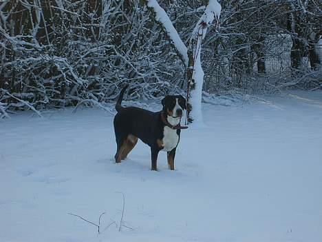 Grosser schweizer sennenhund Bella - Det er fedt at lege i sneen billede 15