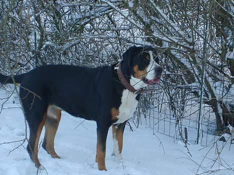 Grosser schweizer sennenhund Bella billede 16
