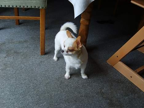 Chihuahua Puma (død) - Puma med sin sommer pels (Han kan ikke tåle flåter). billede 8