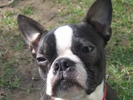 Boston terrier Apoko billede 1