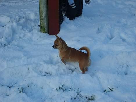 Chihuahua zessa billede 12