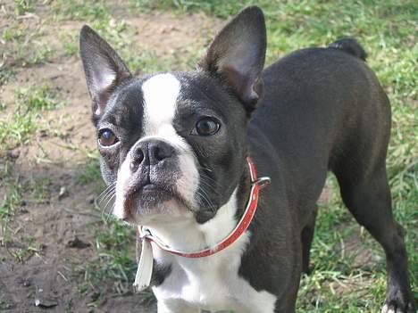 Boston terrier Apoko billede 3