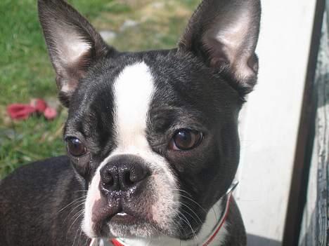 Boston terrier Apoko billede 4