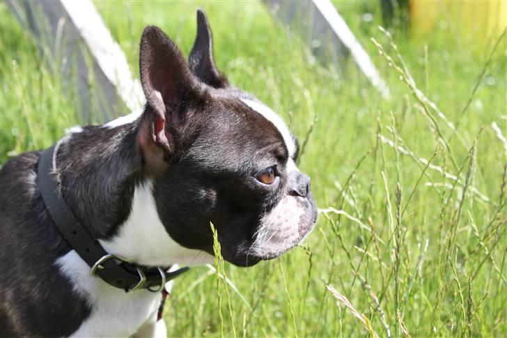 Boston terrier Apoko - Juli 2009 billede 6