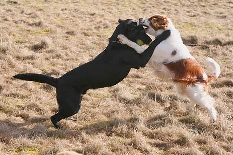 Labrador retriever (formel 1) Junior *DØD* billede 15