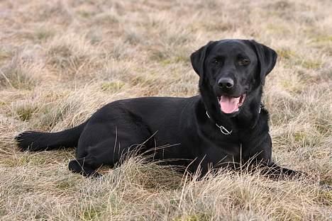 Labrador retriever (formel 1) Junior *DØD* billede 17