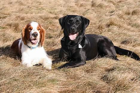 Labrador retriever (formel 1) Junior *DØD* - Junior og hans bedste ven Morgan billede 18