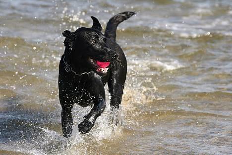 Labrador retriever (formel 1) Junior *DØD* billede 19