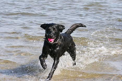 Labrador retriever (formel 1) Junior *DØD* billede 20