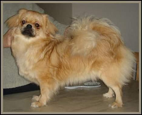 Tibetansk spaniel Cim-Cill A-Chi-Lina - Dorit 9 mdr. billede 9
