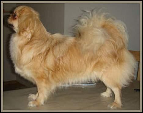 Tibetansk spaniel Cim-Cill A-Chi-Lina billede 10