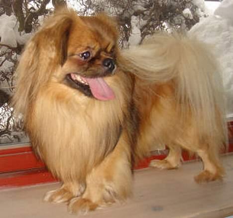 Tibetansk spaniel Khyi-Po billede 13