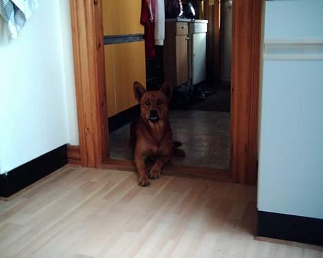 Blanding af racer thor - ja poterne VIL jeg ha´ indenfor døren.... :O)  billede 9