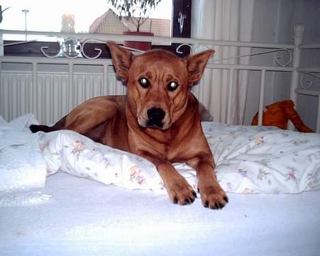 Blanding af racer thor - jamen jamen ......  billede 10