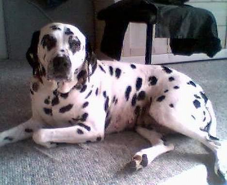 Dalmatiner gabi r.i.p. - en herlig forårs dag til at sole sig billede 1