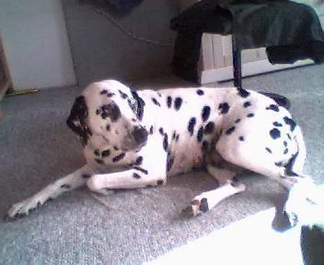 Dalmatiner gabi r.i.p. - nu skal jeg sove billede 2