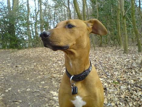 Blanding af racer Frej - i skoven billede 1