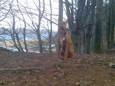 Blanding af racer Frej billede 2