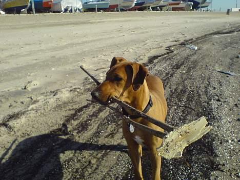 Blanding af racer Frej - ved vandet billede 3