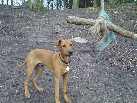 Blanding af racer Frej - i skoven billede 4