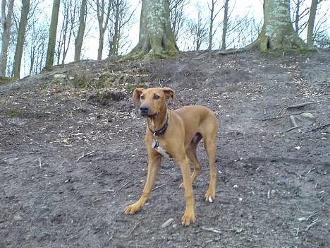 Blanding af racer Frej - Leg med mig! billede 5