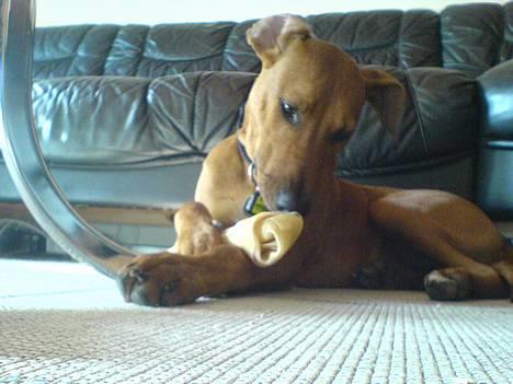 Blanding af racer Frej billede 6