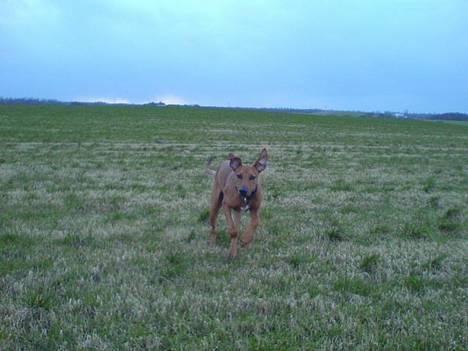 Blanding af racer Frej billede 7