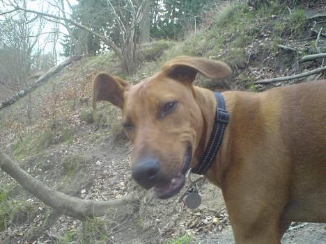 Blanding af racer Frej billede 8