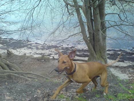 Blanding af racer Frej billede 9