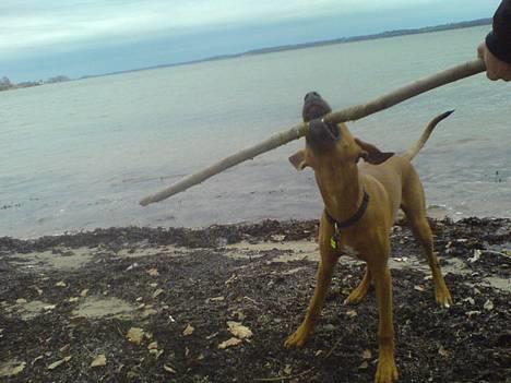 Blanding af racer Frej billede 10