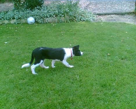 Border collie TESSA billede 2