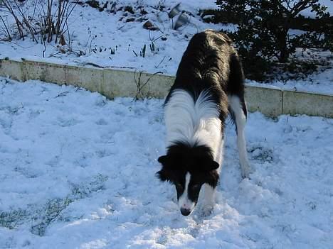 Border collie TESSA - Hvad er det hvide stas for noget billede 3