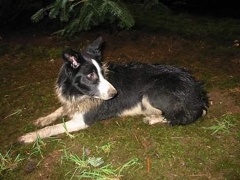 Border collie TESSA - man har vel lov til at hvile sig efter arbejde billede 4