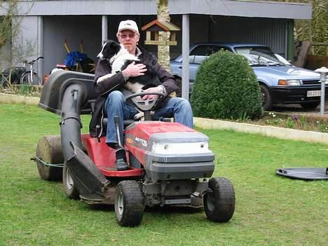 Border collie TESSA - man skal også hjælpe med alt billede 5