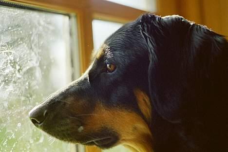 Hovawart X-it - Nøøøj hvor spændene:-) billede 6