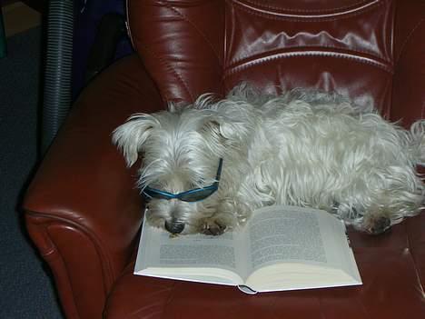 West highland white terrier tutsi - der var engang............... billede 6