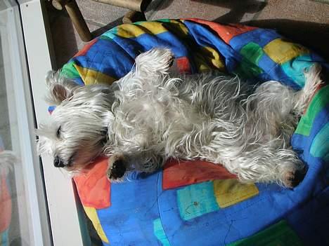 West highland white terrier tutsi - godnat... zzzzZZZZZ billede 7