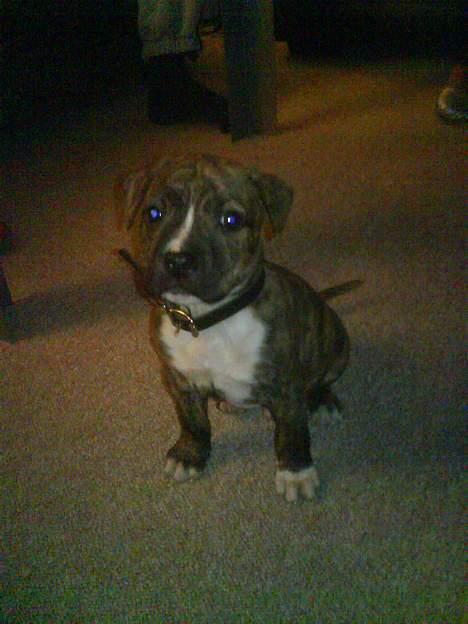 Amerikansk staffordshire terrier Tyson billede 1