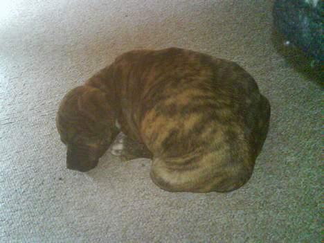 Amerikansk staffordshire terrier Tyson billede 2