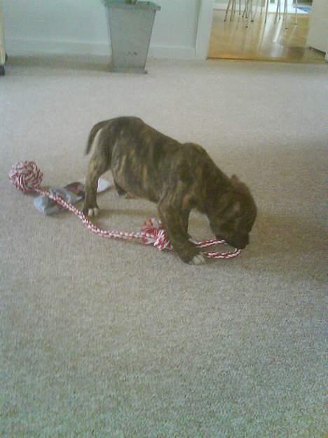 Amerikansk staffordshire terrier Tyson billede 3