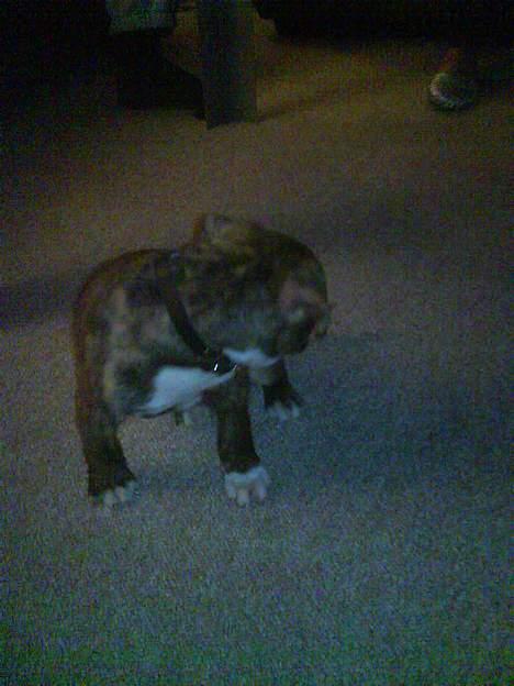 Amerikansk staffordshire terrier Tyson billede 4