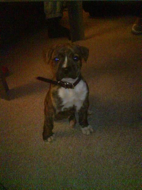 Amerikansk staffordshire terrier Tyson billede 5