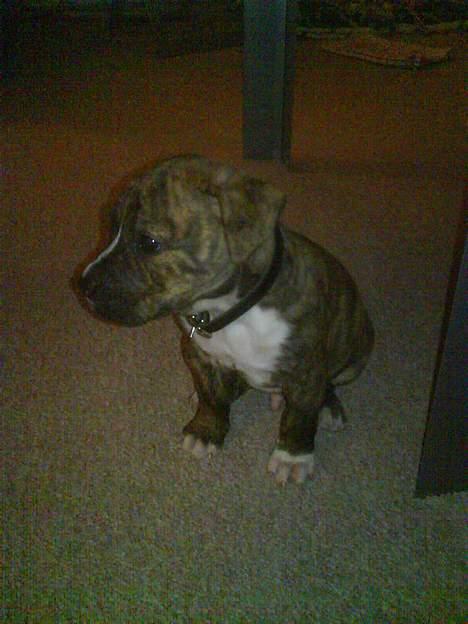 Amerikansk staffordshire terrier Tyson billede 7
