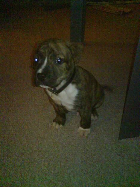 Amerikansk staffordshire terrier Tyson billede 8