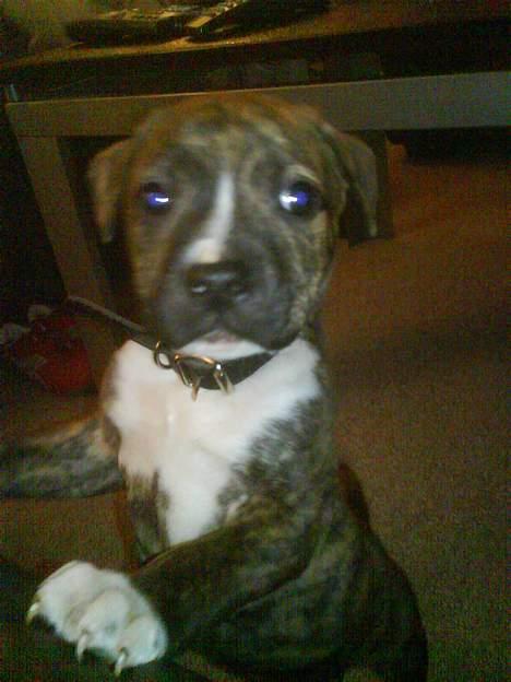 Amerikansk staffordshire terrier Tyson billede 9