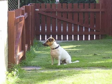 Jack russell terrier Mick R.I.P. 12. juni 2007 - Gad vide hvad der er på den anden side af lågen billede 20