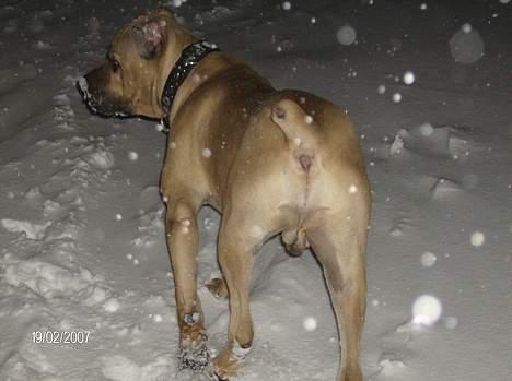 Cane corso *MILO* billede 2