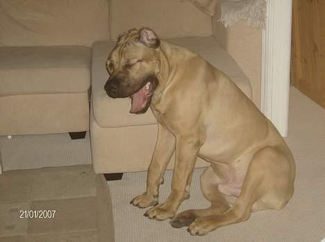 Cane corso *MILO* billede 3